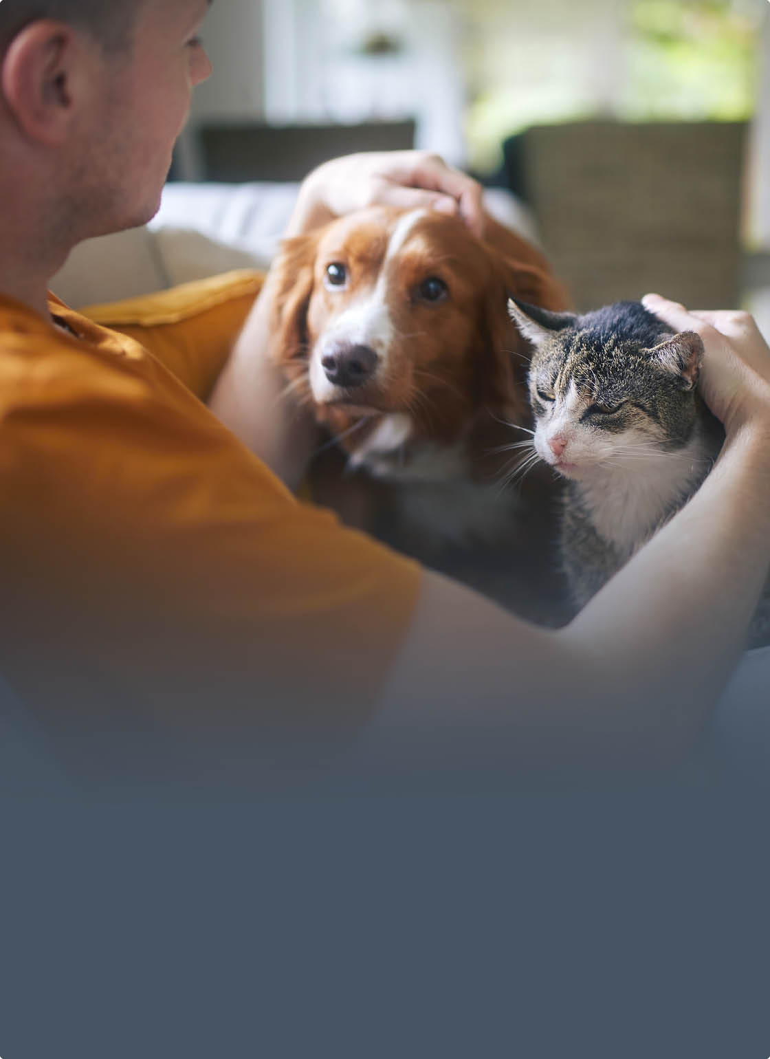 Man sitting on sofa with domestic animals. Pet owner stroking his old cat and dog together.